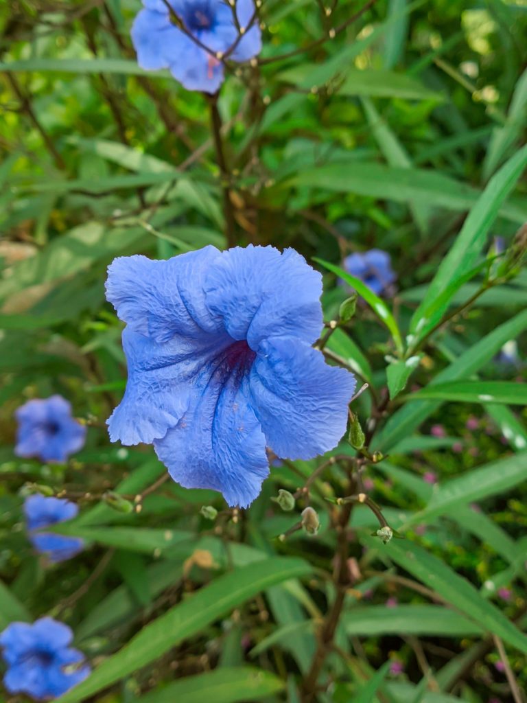 Fotografía de una flor morada